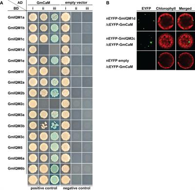 Genome-wide identification and analysis of the IQM gene family in soybean